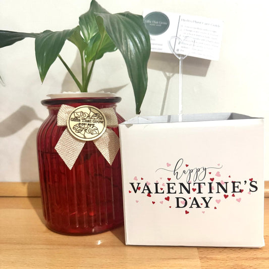 Hydro Plant Gift - Valentines Edition