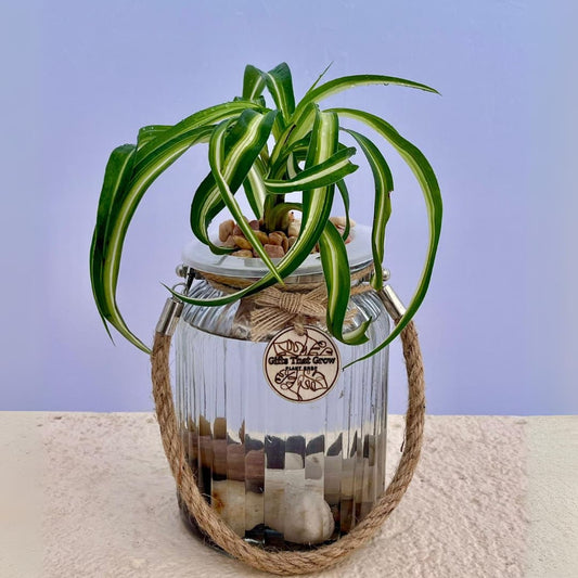 Spider Plant Curly (Chlorophytum Comosum)